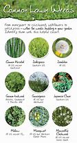 Image result for Common Lawn Grass Weed Identification Chart