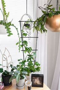 Image result for Small Indoor Plant Trellis