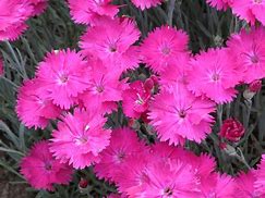 Image result for Perennial Dianthus Plants