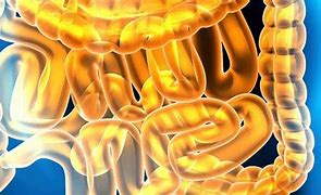 Image result for Digestive Enzymes