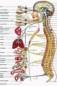 Image result for Human Anatomy Chart Spine Chiropractic