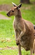 Image result for Kangaroo in Zoo