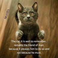 Image result for Super Funny Cat Quotes