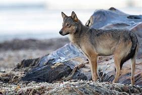 Image result for Caspian Sea Wolf