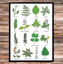 Image result for Plant Weed Identification Chart