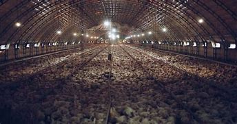 Image result for Inhumane Factory Farms