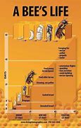 Image result for Bee Life Cycle