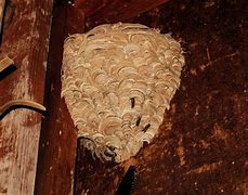 Image result for Identify Wasp Nest