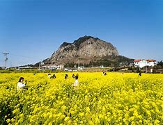 Image result for Jeju Island Flowers