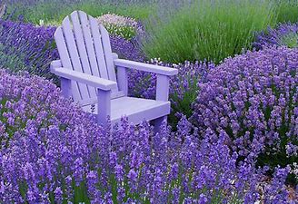 Image result for lavendar