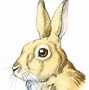 Image result for Rabbit Nose