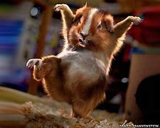 Image result for funny animals backgrounds wallpapers