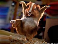 Image result for Funny Cute Animals Wallpapers
