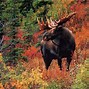 Image result for Nature Fall Scenes Screensavers