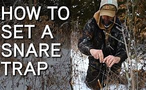 Image result for animals trap and snare