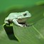 Image result for Green Tree Frog Pet