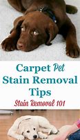 Image result for Pet Stain Removal From Carpet