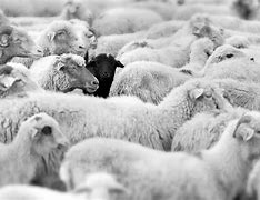 Image result for Black Sheep Photography