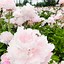 Image result for Field of Peonies