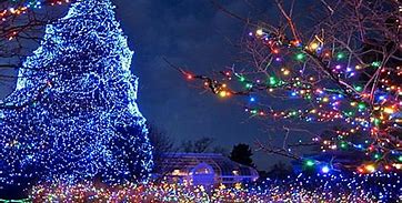 Image result for Best Christmas Tree Lights
