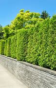 Image result for Living Privacy Fence Ideas