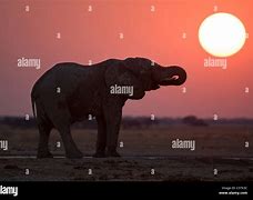Image result for Beautiful African Elephant