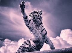 Image result for Cool Tiger Claw Wallpapers