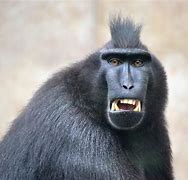 Image result for Scary Face Funny Monkey
