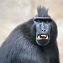 Image result for Regatange Monkey Funny