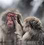Image result for Relaxed Japanese Snow Monkeys in Hot Water