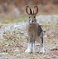 Image result for Snowshoe Hare Rabbit
