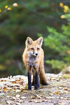 Algonquin Park - Red Fox | This red fox (Vulpes vulpes) was … | Flickr
