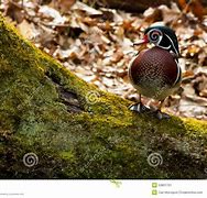 Image result for Wood Duck Standing On Log