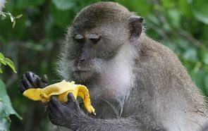 Image result for Monkey Eat Fruit