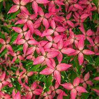 Image result for Scarlet Fire Dogwood Tree | Zone 5-9 | Pink | 25 Feet | Full Sun | Partial Shade