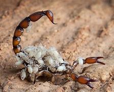 Image result for Mother Scorpion