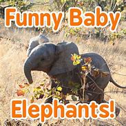 Image result for Sweet Baby Elephants