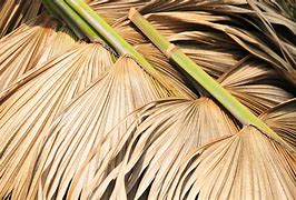 Image result for dried palm leaves