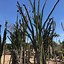 Image result for Madagascar Wierd Palm Tree