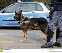 Image result for Italian Police Dog