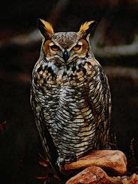 Image result for Great Horned Owl Art