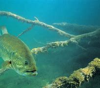 Image result for Playing Bass Fish