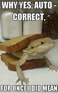 Image result for Funny and Cute Bearded Dragon Memes