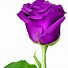 Image result for purple flowers clip art