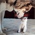 Image result for Cute Adorable Cats