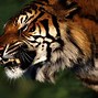 Image result for Tiger in Singapore HD