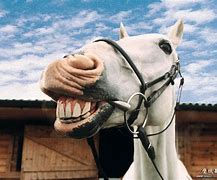 Image result for Funny Wild Horses