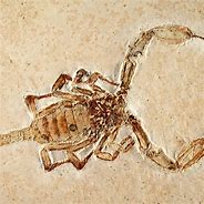 Image result for Genenerals Evolution Scorpion