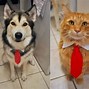 Image result for Crazy Funny Animals