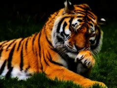 Image result for Cool Totally Awesome Tiger
